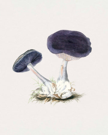 Mushrooms III