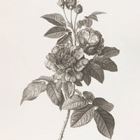 Rose Ink Drawing