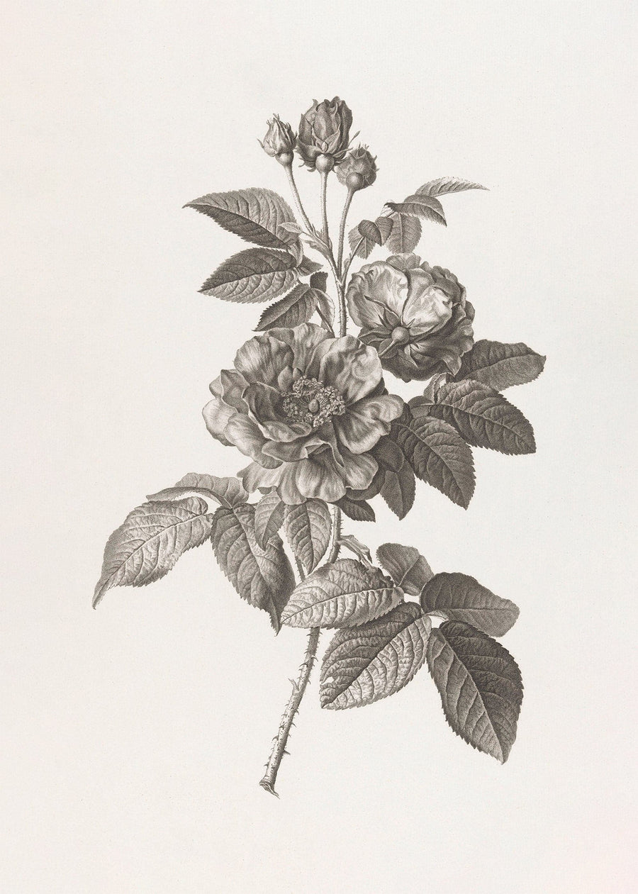 Rose Ink Drawing