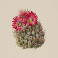 Pink Cactus Flower