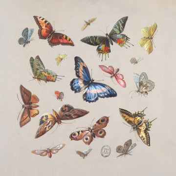 Butterfly Menagerie