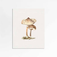 Mushrooms II