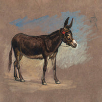 Spanish Mule