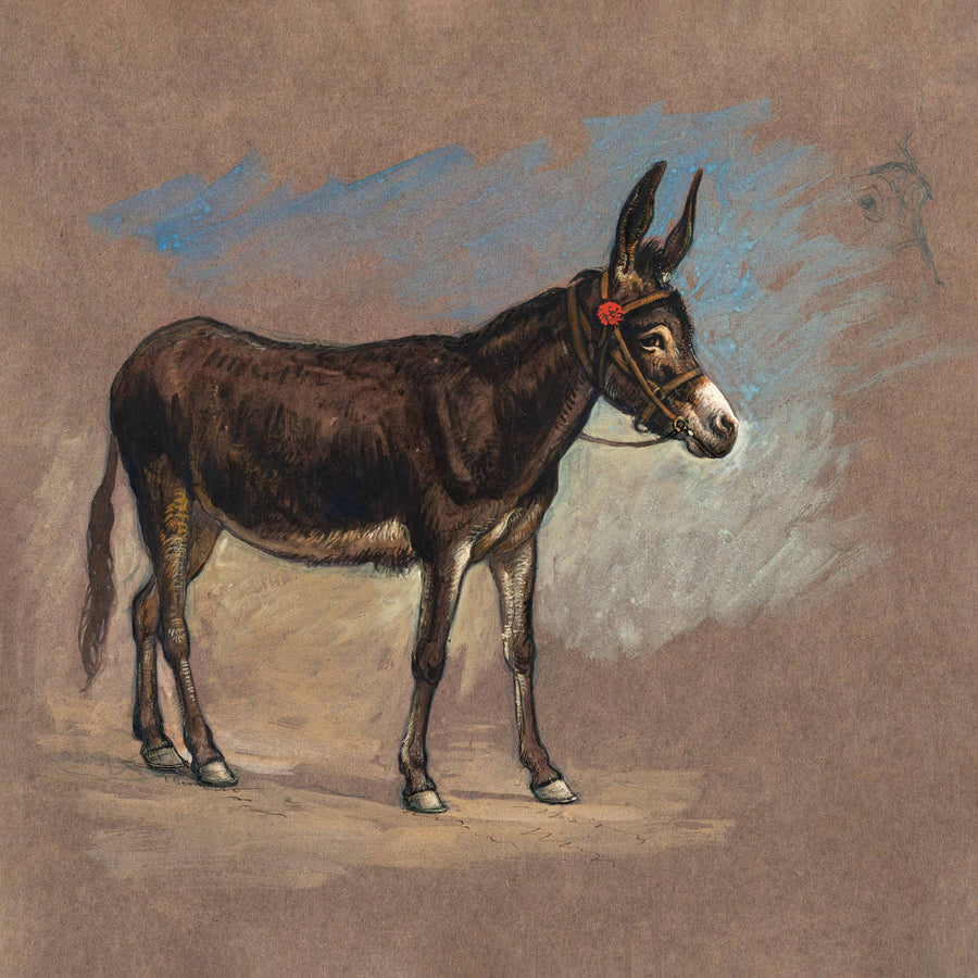 Spanish Mule