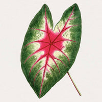 Caladium Leaf